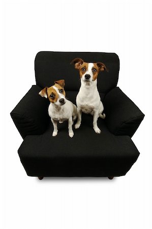 simsearch:400-04185637,k - Two Jack Russell Terriers sitting on a black chair isolated on a white background. Stock Photo - Budget Royalty-Free & Subscription, Code: 400-03927920