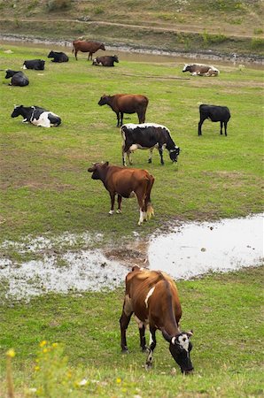 simsearch:400-05669603,k - rural image: cows herd grazing on green meadow Photographie de stock - Aubaine LD & Abonnement, Code: 400-03928183