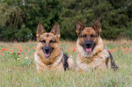 simsearch:400-06424912,k - Two sheep-dogs laying in a grass Foto de stock - Super Valor sin royalties y Suscripción, Código: 400-03928204