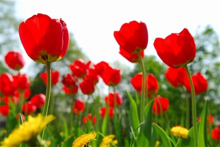 simsearch:400-03928869,k - Red tulips and yellow dandelions flowers blooming in a spring field Foto de stock - Super Valor sin royalties y Suscripción, Código: 400-03928424
