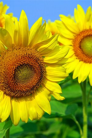 simsearch:400-03928869,k - Close up on sunflowers in blooming sunflower field Foto de stock - Super Valor sin royalties y Suscripción, Código: 400-03928432
