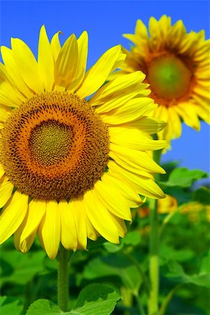 simsearch:400-03928869,k - Close up on sunflowers in blooming sunflower field Foto de stock - Super Valor sin royalties y Suscripción, Código: 400-03928433