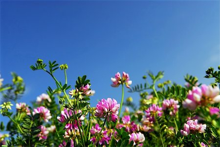 simsearch:400-03928869,k - Summer meadow with blooming pink flowers crown vetch and bright blue sky Foto de stock - Super Valor sin royalties y Suscripción, Código: 400-03928869