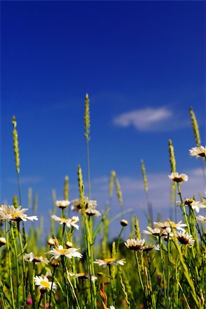simsearch:400-03928869,k - Summer meadow background with blooming daisy flowers and bright blue sky Foto de stock - Super Valor sin royalties y Suscripción, Código: 400-03928870