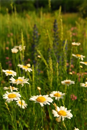 simsearch:400-03928869,k - Summer meadow background with blooming daisy flowers and green grasses Foto de stock - Super Valor sin royalties y Suscripción, Código: 400-03928871