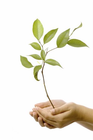 Isolated hands holding a small tree with green leaves Stock Photo - Budget Royalty-Free & Subscription, Code: 400-03928938
