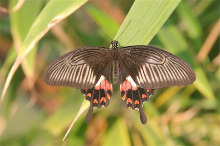 simsearch:632-05760615,k - Black-red tropical butterfly on a leaf in the forest Stock Photo - Budget Royalty-Free & Subscription, Code: 400-03928986