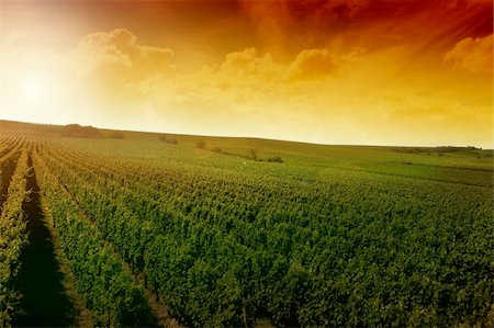 simsearch:400-04996406,k - a german vineyard near the rhein river Stock Photo - Budget Royalty-Free & Subscription, Code: 400-03929229