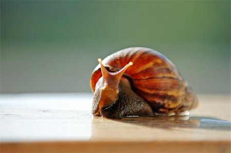 A close up shot of brown color snail Stock Photo - Budget Royalty-Free & Subscription, Code: 400-03929339