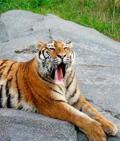 simsearch:400-06131670,k - Tiger Laying Down Relaxing With a Big  Yawning Stock Photo - Budget Royalty-Free & Subscription, Code: 400-03929353