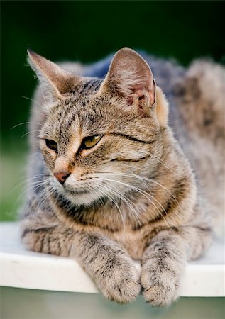simsearch:700-06512681,k - Home cat in the garden Stock Photo - Budget Royalty-Free & Subscription, Code: 400-03929400