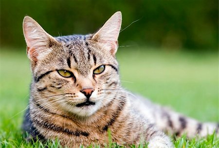 simsearch:700-06512681,k - Home cat in the garden Stock Photo - Budget Royalty-Free & Subscription, Code: 400-03929419