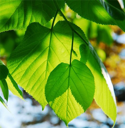 simsearch:400-05698489,k - Closeup on fresh new green spring leaves glowing in sunlight Stock Photo - Budget Royalty-Free & Subscription, Code: 400-03920407