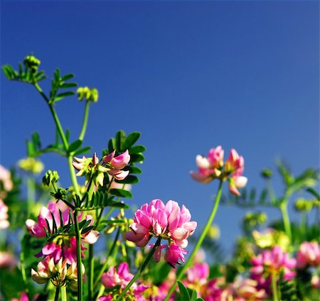 simsearch:400-03928869,k - Summer meadow background with blooming pink flowers crown vetch and bright blue sky Foto de stock - Super Valor sin royalties y Suscripción, Código: 400-03920417