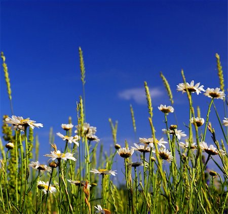 simsearch:400-03928869,k - Summer meadow background with blooming daisy flowers and bright blue sky Foto de stock - Super Valor sin royalties y Suscripción, Código: 400-03920418