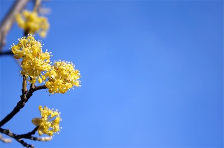 simsearch:400-03928869,k - Spring flowers on a background of the sky Foto de stock - Super Valor sin royalties y Suscripción, Código: 400-03920537