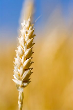 simsearch:6109-07498113,k - Close up of wheat nice detail background shallow depth of focus Stock Photo - Budget Royalty-Free & Subscription, Code: 400-03920695