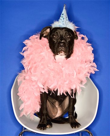 feather boa - Black mixed breed dog wearing party hat and feather boa. Photographie de stock - Aubaine LD & Abonnement, Code: 400-03921864