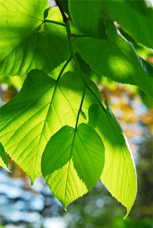 simsearch:400-05698489,k - Closeup on fresh new green spring leaves glowing in sunlight Stock Photo - Budget Royalty-Free & Subscription, Code: 400-03922209