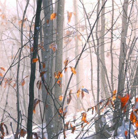 Winter forest with snow dust blowing across Stock Photo - Budget Royalty-Free & Subscription, Code: 400-03922216