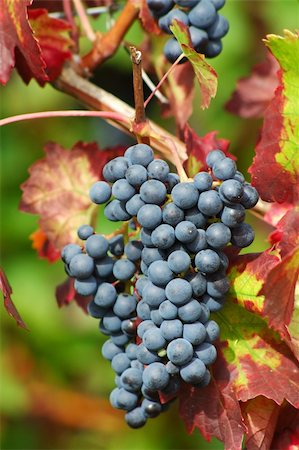 simsearch:846-03166143,k - Black grapes Stock Photo - Budget Royalty-Free & Subscription, Code: 400-03922281