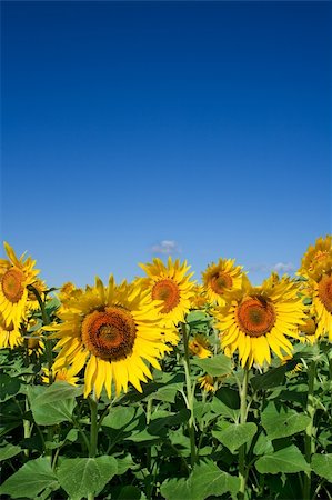 simsearch:841-07523710,k - field of sunflowers Photographie de stock - Aubaine LD & Abonnement, Code: 400-03922742
