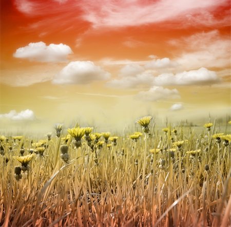 simsearch:400-03934248,k - some dandelions on a meadow in front of the sunset sky Stock Photo - Budget Royalty-Free & Subscription, Code: 400-03923328