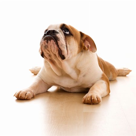 simsearch:700-06570975,k - English Bulldog lying on floor looking up. Stock Photo - Budget Royalty-Free & Subscription, Code: 400-03923614