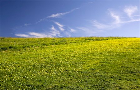 simsearch:400-04794343,k - Green empty field with yellow flowers Stock Photo - Budget Royalty-Free & Subscription, Code: 400-03923708