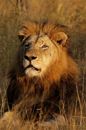 simsearch:400-04727848,k - Portrait of a big male African lion (Panthera leo), Sabie-Sand nature reserve, South Africa Stock Photo - Budget Royalty-Free & Subscription, Code: 400-03934148