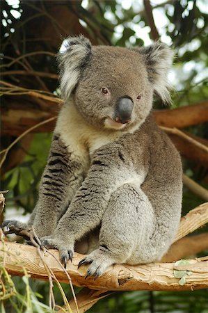 simsearch:700-00052822,k - grey cute koala bear on a tree Stock Photo - Budget Royalty-Free & Subscription, Code: 400-03934670
