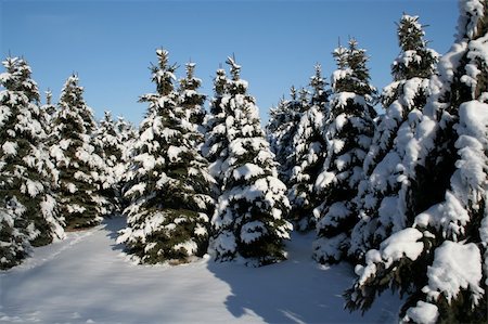 simsearch:400-07900302,k - A bunch of snowy evergreens. Stock Photo - Budget Royalty-Free & Subscription, Code: 400-03934784