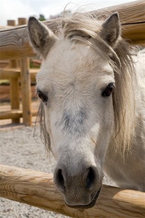 simsearch:400-05294140,k - portrait of grey little horse in the farm Stock Photo - Budget Royalty-Free & Subscription, Code: 400-03934928