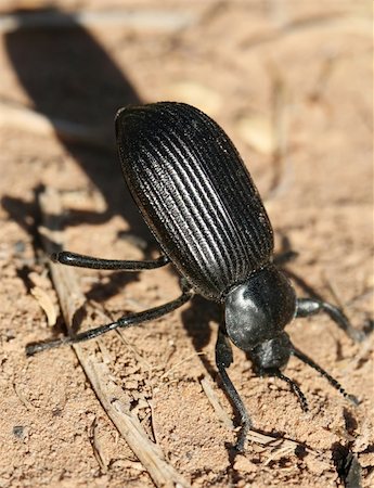 simsearch:400-04920020,k - A black beetle macro shot. Close up detail of this insect Foto de stock - Super Valor sin royalties y Suscripción, Código: 400-03935128