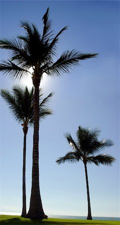 simsearch:700-03075663,k - Three palm trees at the beach Stock Photo - Budget Royalty-Free & Subscription, Code: 400-03936374