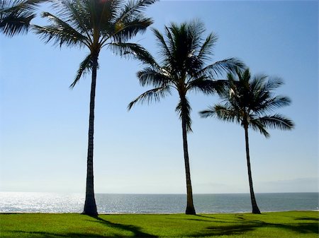 simsearch:851-02962651,k - Three palm trees at the beach Stock Photo - Budget Royalty-Free & Subscription, Code: 400-03936370