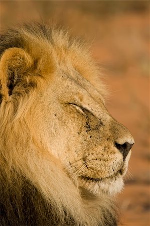 ruler (official leader) - Majestic Male Lion resting in the sun Stock Photo - Budget Royalty-Free & Subscription, Code: 400-03936582