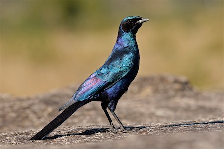simsearch:841-07082375,k - Burchell's starling (Lamprotornis australis), Sabi-sand nature reserve, South Africa Photographie de stock - Aubaine LD & Abonnement, Code: 400-03937181