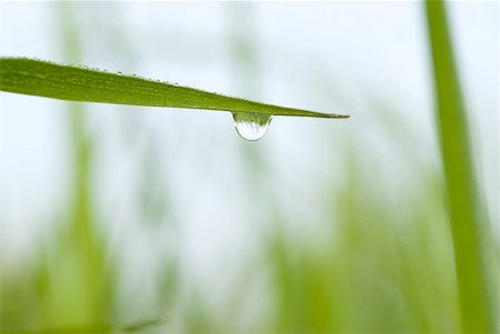 simsearch:700-02265197,k - green grass with waterdrop and shallow depth of field, reflection of the surroundings in drop Stock Photo - Budget Royalty-Free & Subscription, Code: 400-03938271