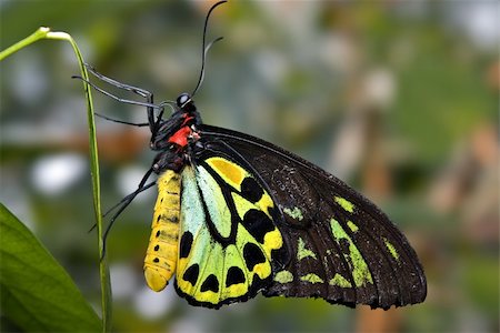 simsearch:400-04920020,k - close up image of a green and black butterfly Foto de stock - Super Valor sin royalties y Suscripción, Código: 400-03938330