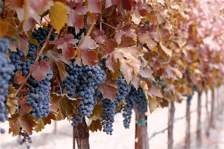 simsearch:846-05647552,k - Vines with red leaves and grape clusters Stock Photo - Budget Royalty-Free & Subscription, Code: 400-03938705