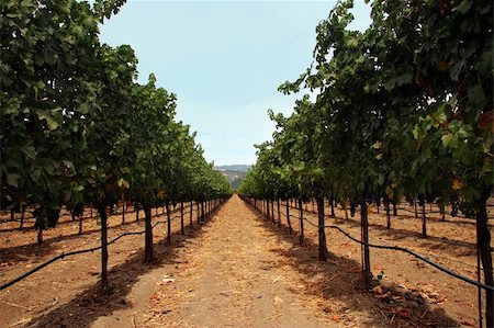 simsearch:846-05647552,k - Vineyard in Sonoma county, California Stock Photo - Budget Royalty-Free & Subscription, Code: 400-03938706