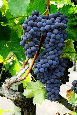simsearch:846-03166143,k - Red grapes hanging on a vine Stock Photo - Budget Royalty-Free & Subscription, Code: 400-03938712