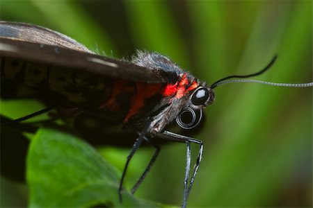 simsearch:400-04920020,k - close up macro image of a black and red butterfly Foto de stock - Super Valor sin royalties y Suscripción, Código: 400-03938838