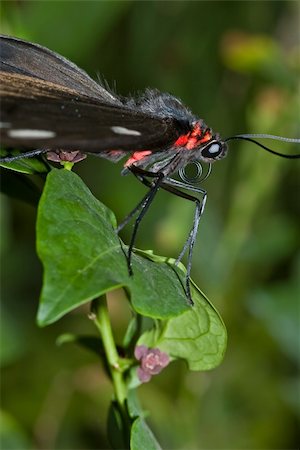 simsearch:400-04920020,k - big beautiful butterfly sits on a leaf Foto de stock - Super Valor sin royalties y Suscripción, Código: 400-03939407