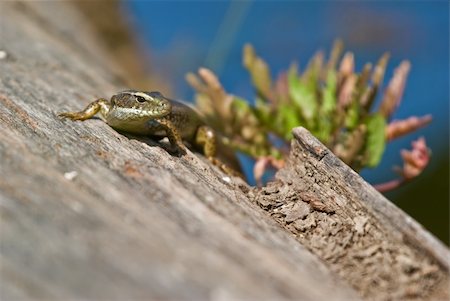 skink - a eastern water skink lizard lays on a log Photographie de stock - Aubaine LD & Abonnement, Code: 400-03939410
