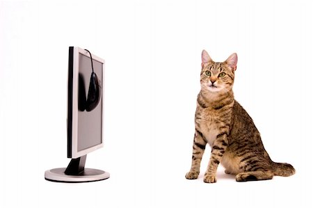 simsearch:700-06512681,k - Home cat are surfing on the Internet Stock Photo - Budget Royalty-Free & Subscription, Code: 400-03939464