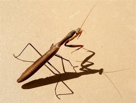 simsearch:400-04698964,k - Praying Mantis on the orange background Photographie de stock - Aubaine LD & Abonnement, Code: 400-03939715