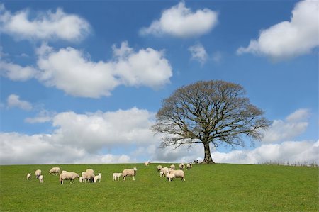 simsearch:400-04794343,k - Oak tree in spring, with sheep and lambs grazing in a field in the foreground and a blue sky with altocumulus clouds to the rear. Stock Photo - Budget Royalty-Free & Subscription, Code: 400-03930674