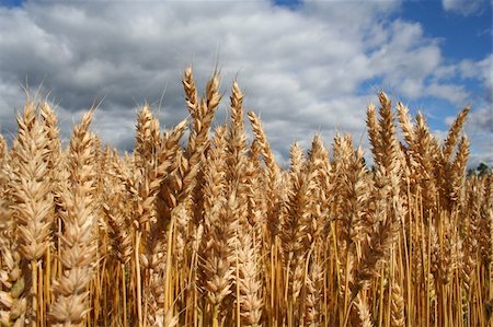 simsearch:6109-07498113,k - Yellow grain ready for harvest growing in a farm field Stock Photo - Budget Royalty-Free & Subscription, Code: 400-03931377